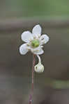 Pipsissewa <BR>Spotted wintergreen